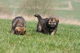 DOGUE DU TIBET 268